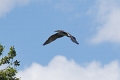 Heron cendre-03